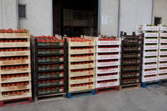 Rubano pomodori a un�azienda agricola, li restituiscono dopo l�appello sui social: il finale � davvero a lieto fine