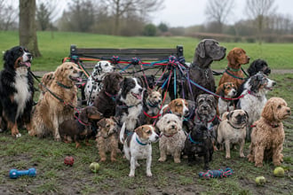 Da avvocata al parco con 25 cani e guadagna 465 euro al giorno: come il lavoro sta cambiando