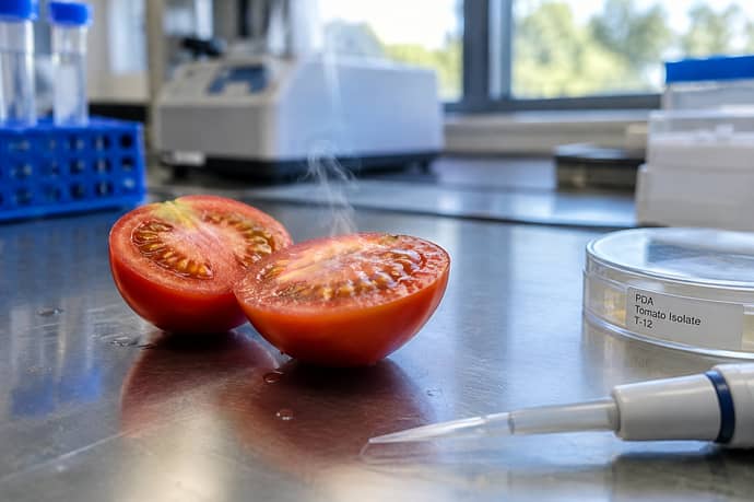 Un pomodoro profuma davvero popcorn esiste gia