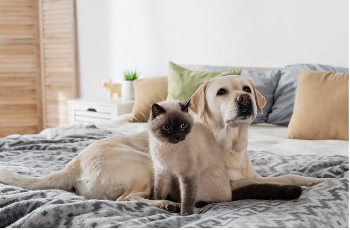 A chi vanno gli animali di marito e moglie in caso di divorzio e separazione? Co