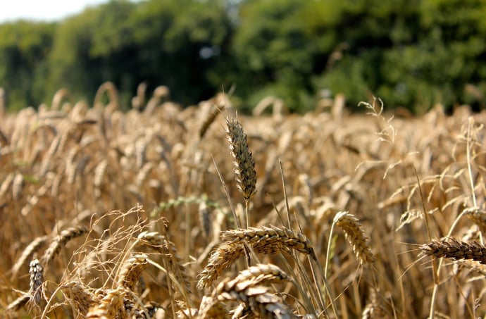 Agevolazioni e bonus per acquistare un terreno agricolo nel 2024 disponibili
