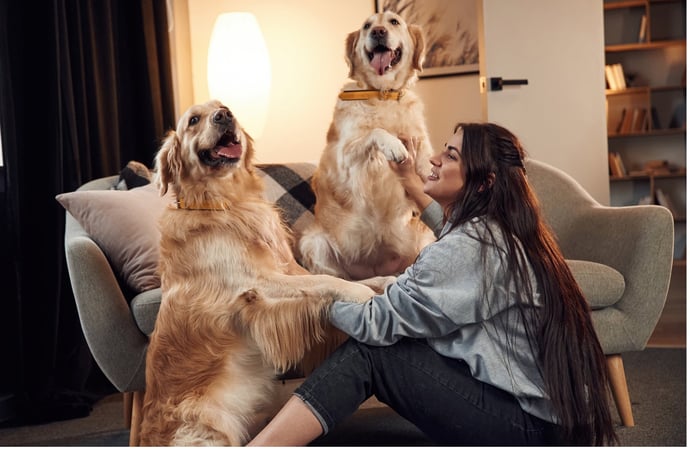Animali domestici in condominio, i poteri e gli interventi possibili assemblea e
