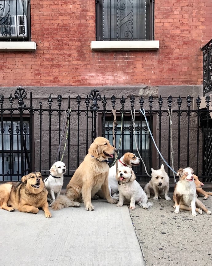 E' obbligatorio assicurare un cane? I casi possibili