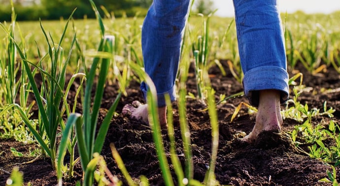 Come calcolare il reale valore di un terreno agricolo, boschivo o generico ed es