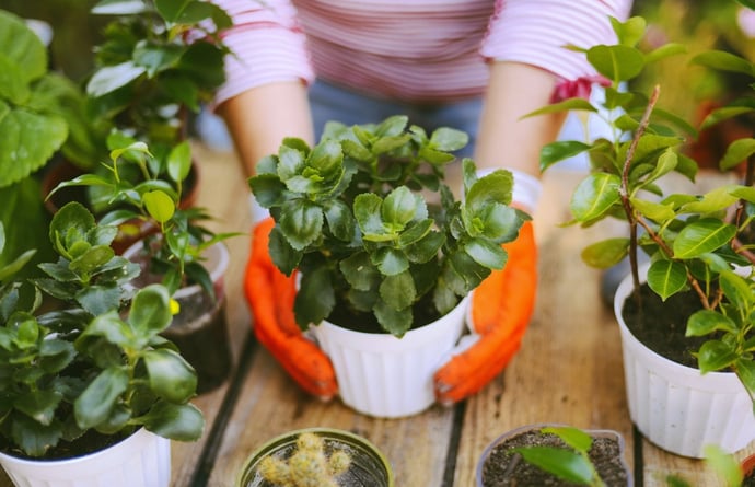 Come diventare giardiniere? Cosa serve?. Diploma, corsi, requisiti, certificazio