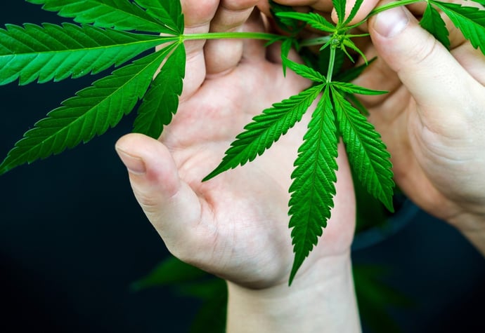 Come fare ad aprire un negozio di cannabis light (marijuana legale)