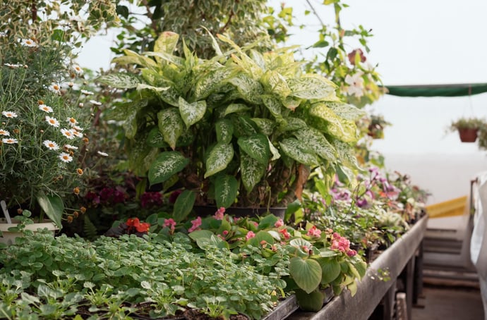 Come fare Terrazze, giardini pensili e tetti verdi risparmiando con bonus verde 