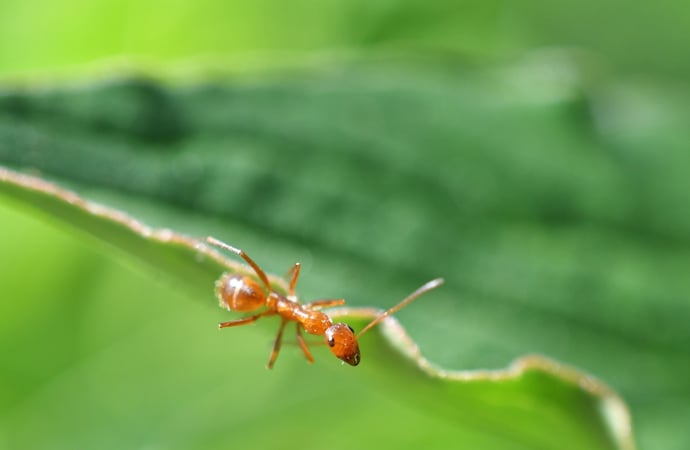 Come non avere insetti in giardino casa con insetticidi naturali e nuovi rimedi 
