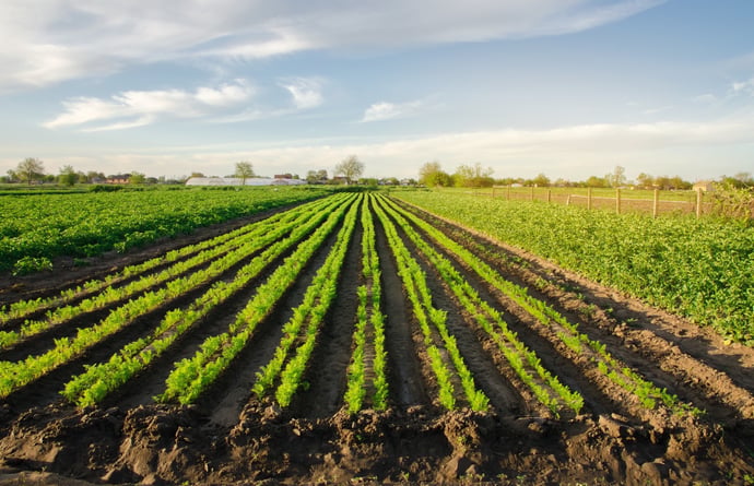 Come guadagnare con un terreno agricolo nel 2025? Investimenti, attivit� alterna
