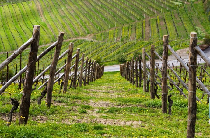 Cosa fare e come posso sfruttare un terreno boschivo o incolto per guadagnare