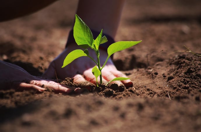 Conviene comprare o affittare un terreno agricolo, edificabile o boschivo? I pro