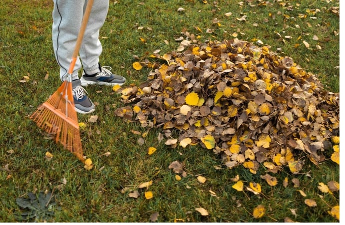 Cosa fare se le foglie degli alberi del vicino di casa cadono sulla propria prop