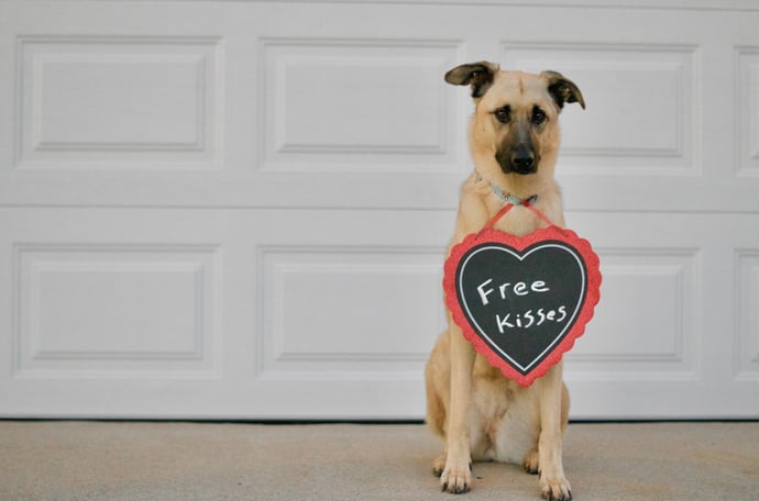 Cosa fare se non posso pi� avere e curare il mio cane? Le soluzioni per non abba