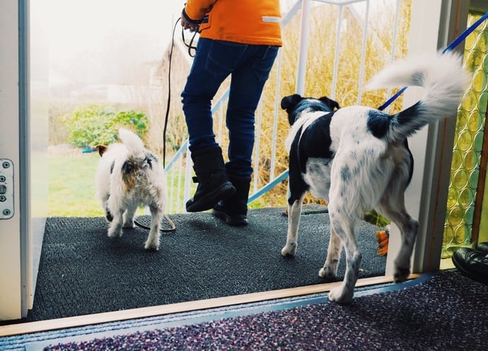Cosa rischia chi tratta male un cane secondo leggi in vigore