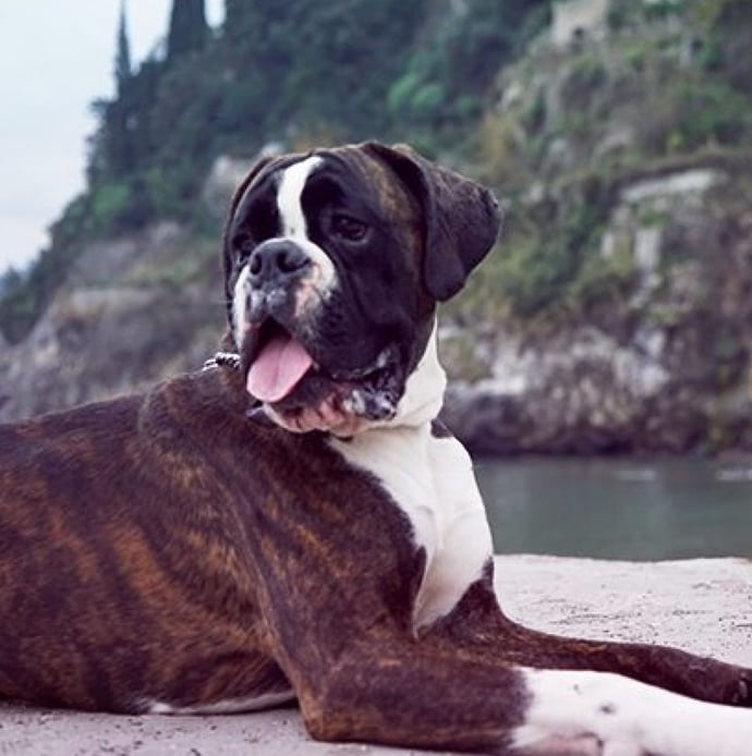 Dove si pu� seppellire un cane quando muore? Dove portarlo?