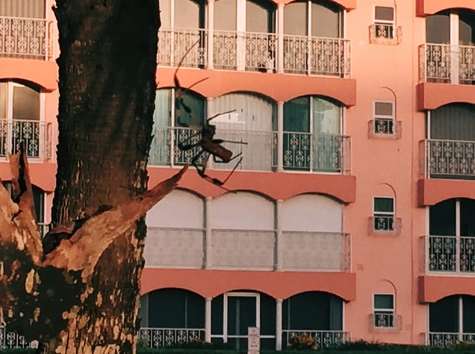Entro quanto tempo massimo un amministratore di condominio deve rispondere a con