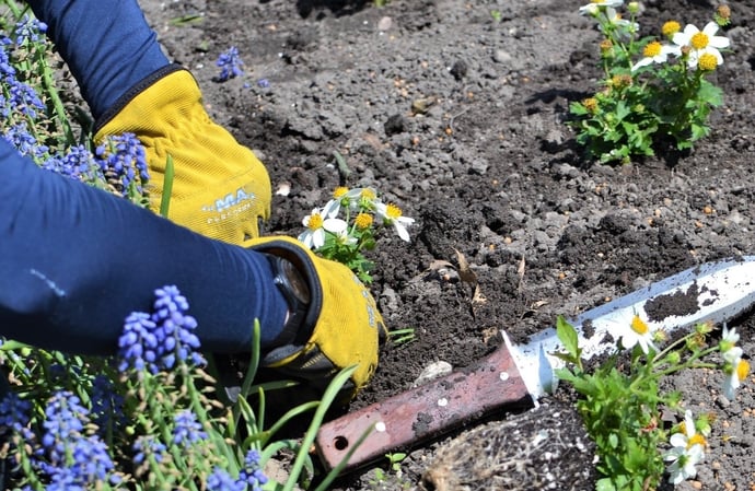 Le regole che piante e fiori devono rispettare in un giardino di casa 