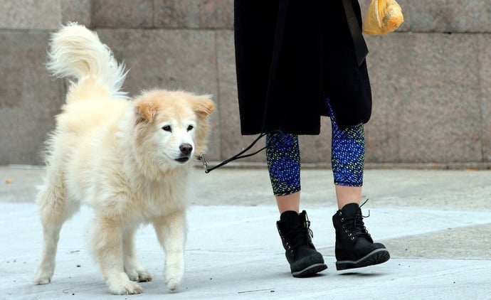 Multe per chi non raccoglie gli escrementi dei cani. Cosa si rischia con leggi i