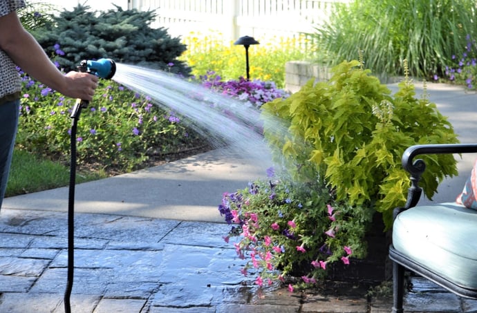 Piante e fiori da usare per recinzioni case e giardino, alcune idee originali e 