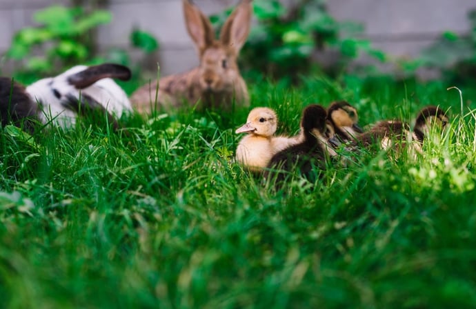 Quali regole devono essere rispettate se si hanno animali in cortile tra due cas