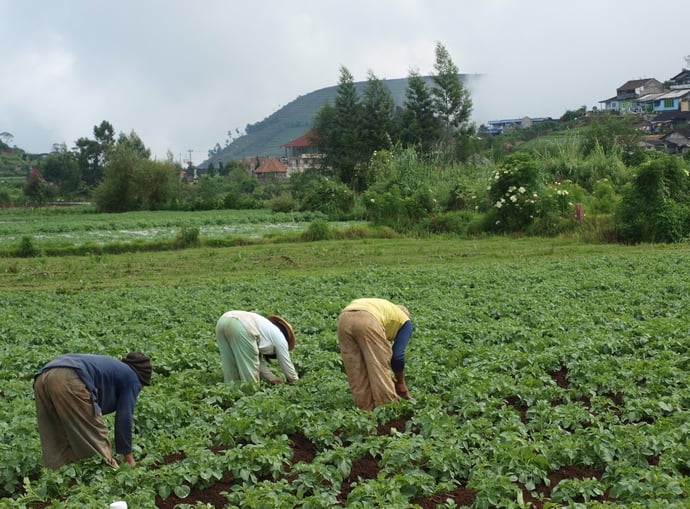 Quando si pu� andare in pensione con 20-25 anni di contributi agricoli e con qua