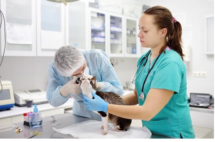 Quanto guadagna un veterinario professionista privato con suo ambulatorio. Fattu