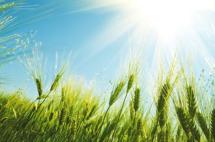 Quanto pu� rendere terreno agricolo coltivandolo, affittandolo o usandolo per al