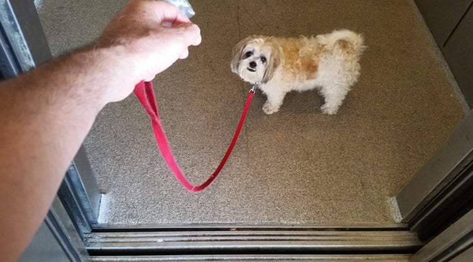 Si pu� andare in ascensore con un cane o altro animale domestico o � vietato?