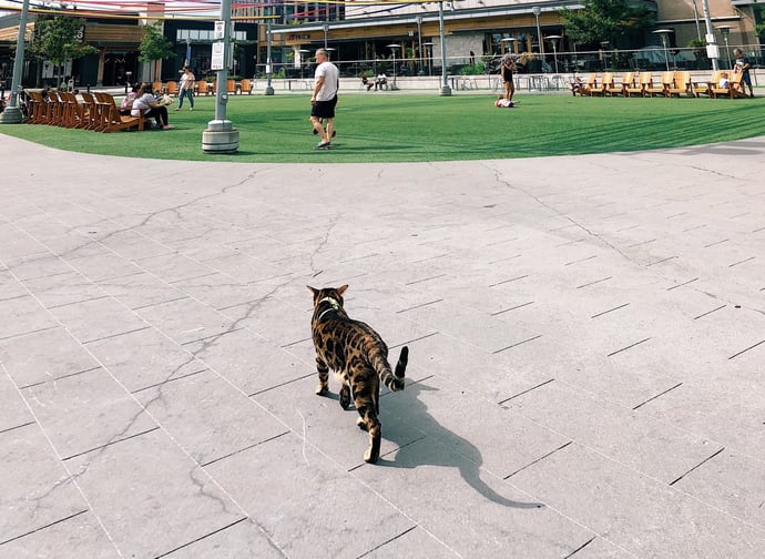 Si pu� dare da mangiare a gatti randagi o � vietato in condominio? Si rischiano 