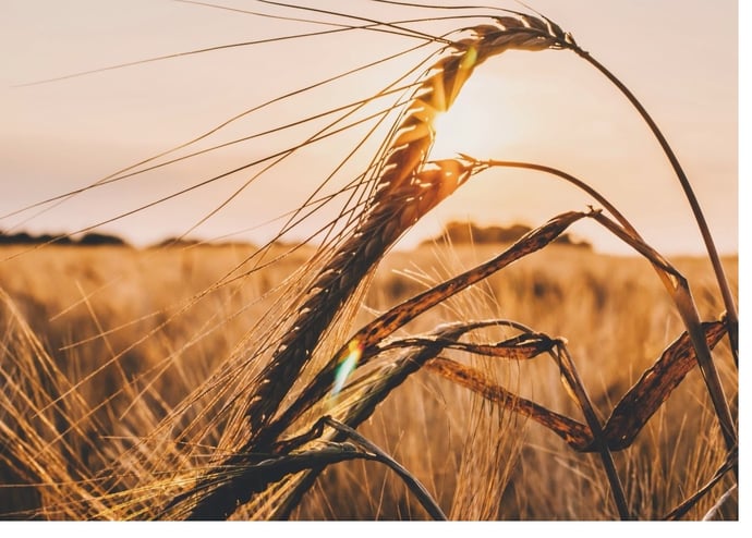 Tasse su acquisto e vendita terreno agricolo. Quali sono e chi le deve pagare