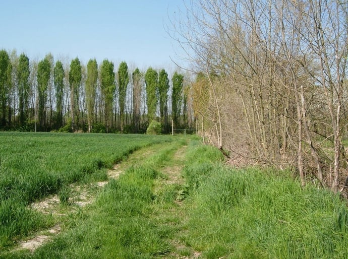 Usucapione terreni agricoli, come funziona? La normativa 2024 in vigore